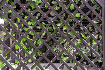 Wooden decorative lattice with green leaves in a summer gazebo.