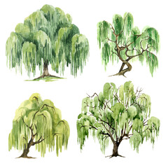 Watercolor Green Willow tree set - obrazy, fototapety, plakaty
