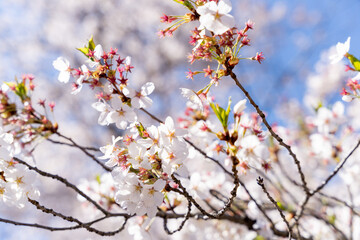 桜