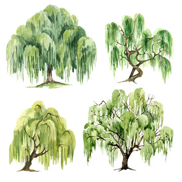 Weeping willow by Swati Singh  Willow tree art Tree drawing Weeping  willow