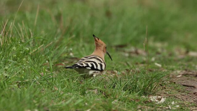 An eurasian hoopoe looking for food at a sunny day in spring.