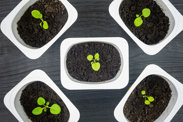 Flower seedlings in plastic jars.