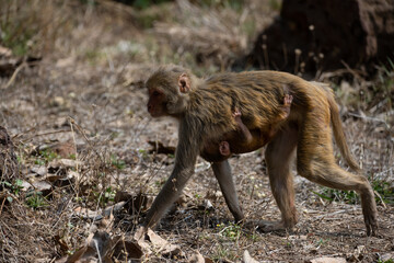 Fototapeta premium Mother monkey carrying its young one in the forrest
