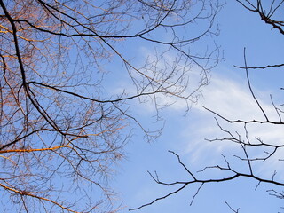 Branches of a tree on a background of blue sky. Texture blue sky in autumn and spring season.