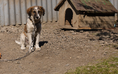 Sad puppy six-month-old sitting on a chain near his booth in the yard