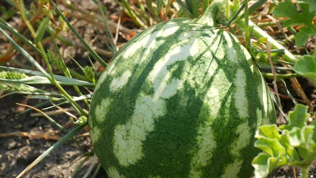 Ripe young watermelon on a field in green foliage. Melons harvest