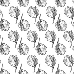 Seamless pattern engraved lemon on branch with leaves. Vintage background lime growing on twig in hand drawn style.