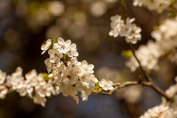 Obraz premium Wiosenne kwitnienie