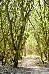 Fototapeta premium Sunny Path in the Forrest