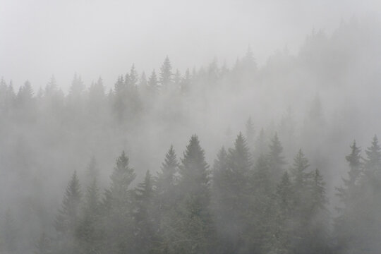 Pine forest in the fog © Santi Rodríguez