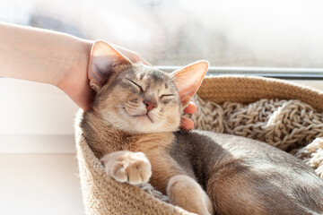 Girls hand petting abyssinian blue cat sleeping in jute bed on a windowsill. Pets care. World cat day. Image for websites about cats. Selective focus.