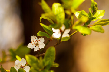 Wiosenne kwitnienie
