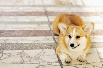 A red-haired corgi dog on a walk