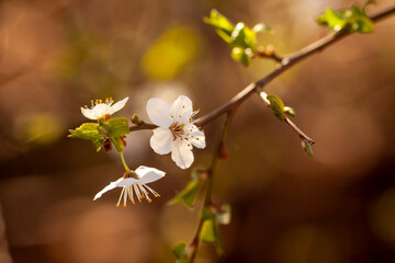 Wiosenne kwitnienie