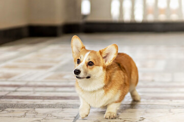 A red-haired corgi dog on a walk