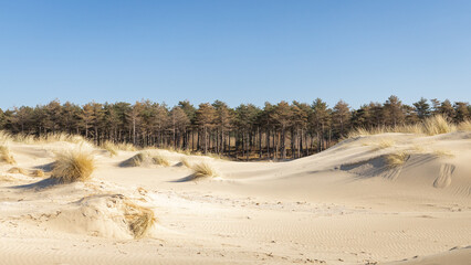sand dunes with yellow grass and forest in background under blue summer sky in Zeeland the Netherlands