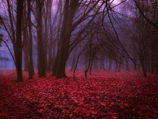 Unreal forest in thick fog in the morning. Dark mystical autumn wood.