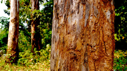 Eucalyptus tree bark