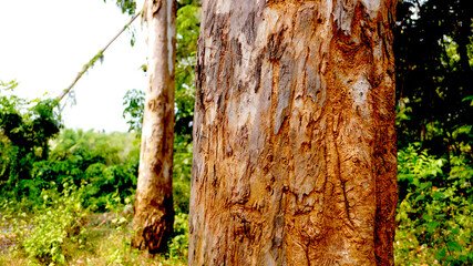 Eucalyptus tree bark