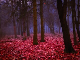 Unreal forest in thick fog in the morning. Dark mystical autumn wood. 