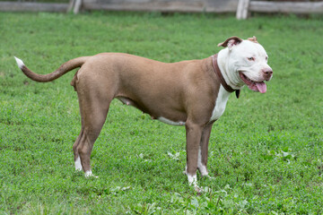 Cute american pit bull terrier puppy is standing on a green grass in the summer park. Pet animals.
