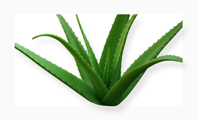 aloe vera plant