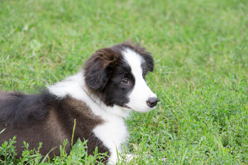Cute border collie puppy is lying on a green grass in the summer park. Pet animals.
