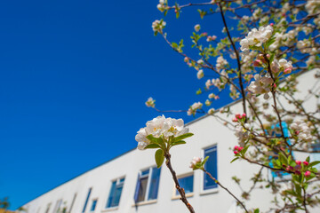 Blossoming tree in a garden in bright sunlight below a blue sky in springtime, Almere, Flevoland,...