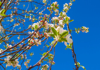 Blossoming tree in a garden in bright sunlight below a blue sky in springtime, Almere, Flevoland, The Netherlands, April 17, 2022