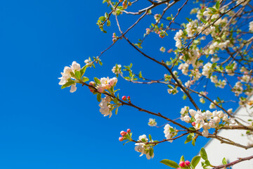 Blossoming tree in a garden in bright sunlight below a blue sky in springtime, Almere, Flevoland, The Netherlands, April 17, 2022