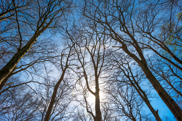 Trees in a forest under a blue sky in bright sunlight in springtime, Baarn, Lage Vuursche, Utrecht, The Netherlands, April 18, 2022