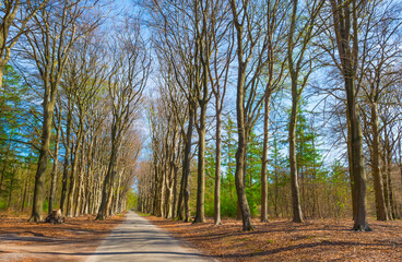 Fototapeta premium Trees in a forest under a blue sky in bright sunlight in springtime, Baarn, Lage Vuursche, Utrecht, The Netherlands, April 18, 2022