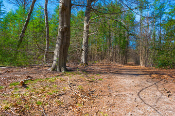 Trees in a forest under a blue sky in bright sunlight in springtime, Baarn, Lage Vuursche, Utrecht, The Netherlands, April 18, 2022