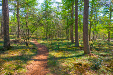 Trees in a forest under a blue sky in bright sunlight in springtime, Baarn, Lage Vuursche, Utrecht, The Netherlands, April 18, 2022