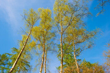 Fototapeta premium Trees in a forest under a blue sky in bright sunlight in springtime, Baarn, Lage Vuursche, Utrecht, The Netherlands, April 18, 2022