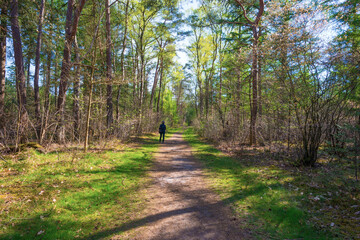Trees in a forest under a blue sky in bright sunlight in springtime, Baarn, Lage Vuursche, Utrecht, The Netherlands, April 18, 2022