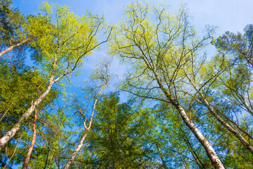 Trees in a forest under a blue sky in bright sunlight in springtime, Baarn, Lage Vuursche, Utrecht, The Netherlands, April 18, 2022
