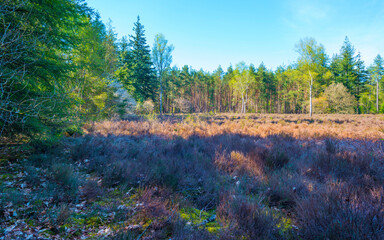 Heather and trees in glade in a forest in bright sunlight in springtime, Baarn, Lage Vuursche, Utrecht, The Netherlands, April 18, 2022