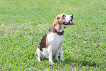 Cute english beagle puppy is sitting on a green grass in the summer park and looking at your owner....