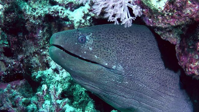 Portrait of a Giant moray (Gymnothorax javanicus) that sticks its head out of a coral crevice and opens its mouth to the beat of breathing, close-up.