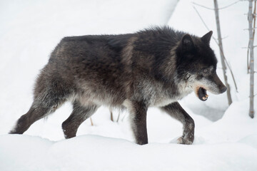 Wild black canadian wolf is walking on a white snow. Canis lupus pambasileus.