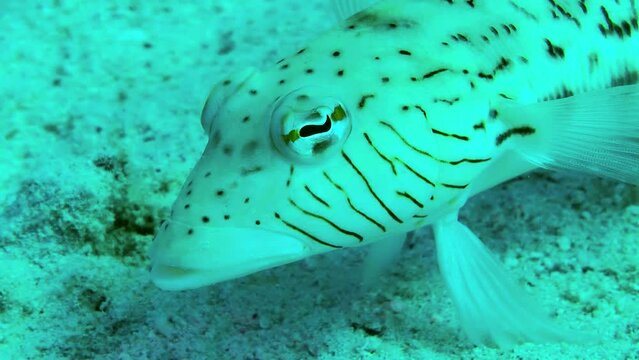 Speckled sandperch (Parapercis hexophtalma) stands on its pelvic fins on a sandy bottom, turning its eyes to examine the surroundings, side view, portrait.