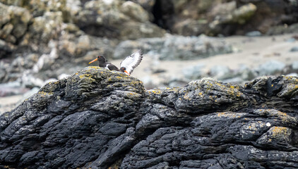 Oyster Catchers on a rock in Wales