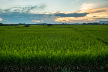 Obraz premium The rice was growing at sunset and there was a beautiful blue sky.