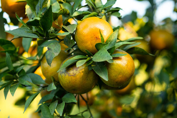 Ripe oranges on branches have green leaves Orange in farm.