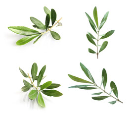 Set of olive green branches isolated on white background. Symbol of peace