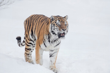 Fototapeta na wymiar Careful amur tiger is standing on a white snow and looking away. Siberian tiger. Panthera tigris tigris. Animals in wildlife.
