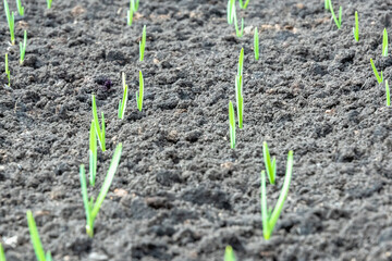 At their summer cottage, a garden bed with green garlic.