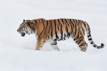 Fototapeta na wymiar Wild siberian tiger is walking on a white snow and looking away. Amur tiger. Panthera tigris tigris. Animals in wildlife.
