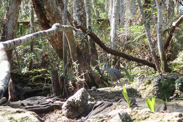  Yellow crowned night heron at the edge of the water